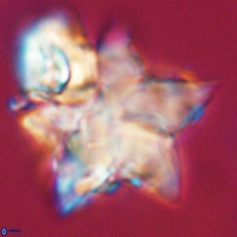 Discoaster paelikei 68877