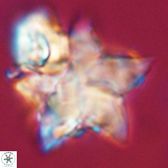 Discoaster paelikei 68877