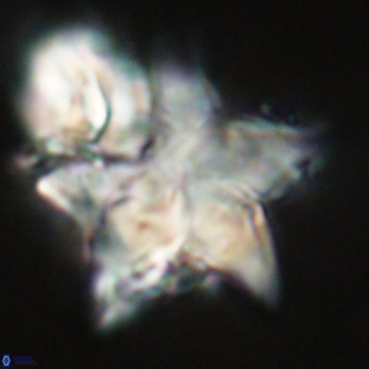Discoaster paelikei 68878