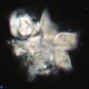 Discoaster paelikei 68879