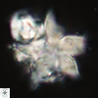 Discoaster paelikei 68879