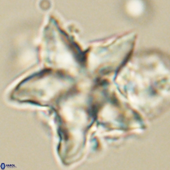 Discoaster paelikei 68870