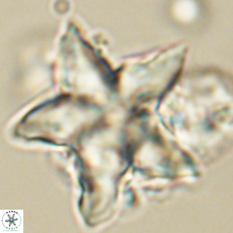 Discoaster paelikei 68870