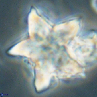 Discoaster paelikei 68871