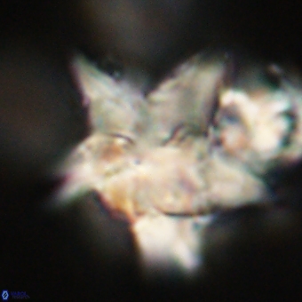 Discoaster paelikei 68872