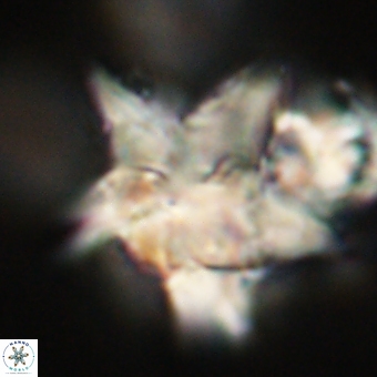 Discoaster paelikei 68872