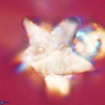 Discoaster paelikei 68873