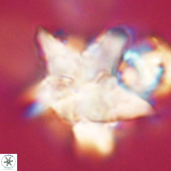 Discoaster paelikei 68873