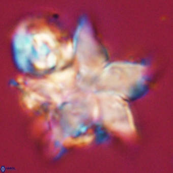 Discoaster paelikei 68880