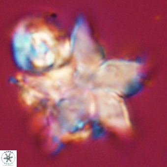 Discoaster paelikei 68880