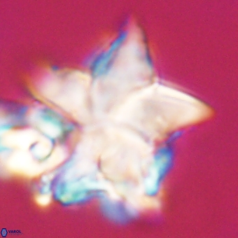 Discoaster paelikei 68881