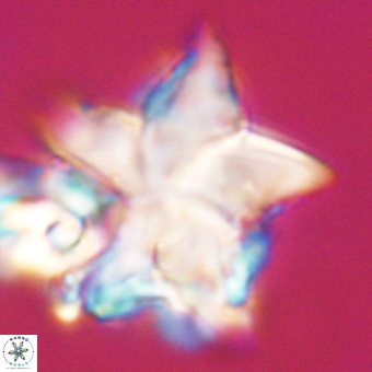 Discoaster paelikei 68881