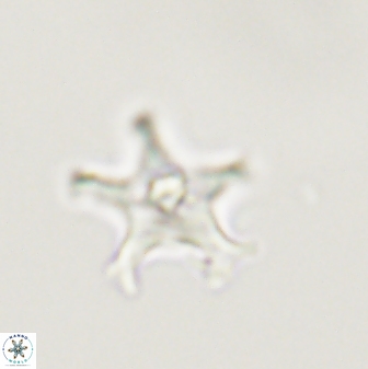 Discoaster pentabollii 47307