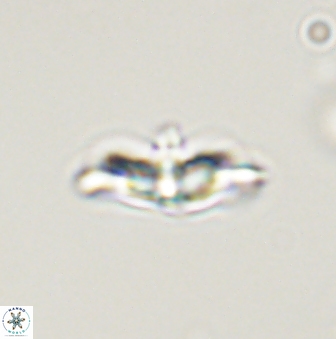 Discoaster pentabollii 47314
