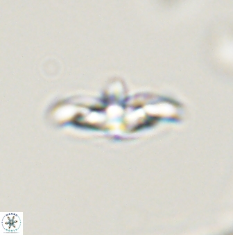 Discoaster pentabollii 47315