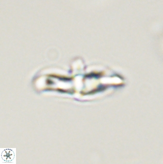 Discoaster pentabollii 47317