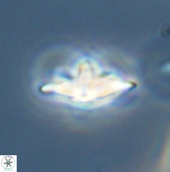 Discoaster pentabollii 47312