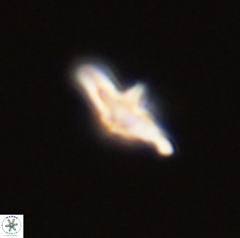 Discoaster pentabollii 47326