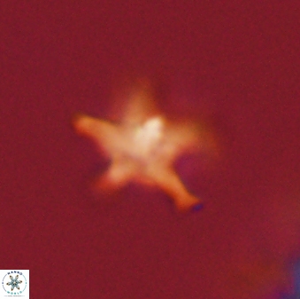 Discoaster pentabollii 47328