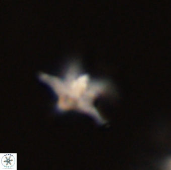 Discoaster pentabollii 47329