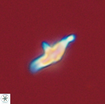 Discoaster pentabollii 47320