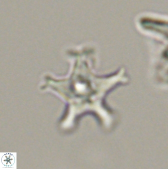 Discoaster pentabollii 47332