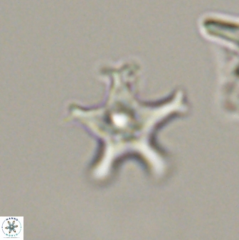 Discoaster pentabollii 47333