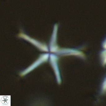 Discoaster pentaradiatus VR 07541