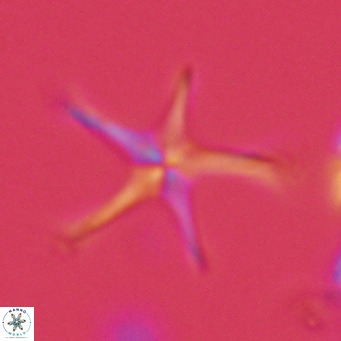 Discoaster pentaradiatus VR 07542
