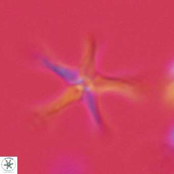 Discoaster pentaradiatus VR 07543