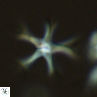 Discoaster pentaradiatus VR 07544