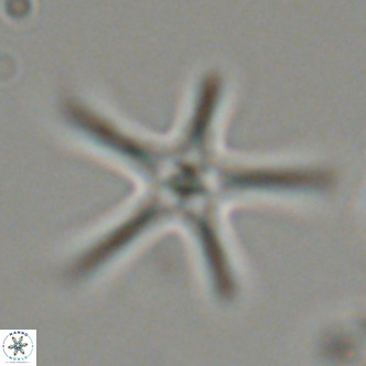 Discoaster pentaradiatus VR 07546