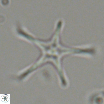 Discoaster pentaradiatus VR 07547