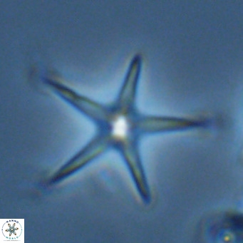 Discoaster pentaradiatus VR 07549