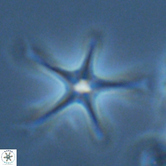 Discoaster pentaradiatus VR 07550