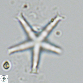 Discoaster pentaradiatus VR 08976