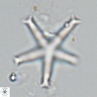 Discoaster pentaradiatus VR 08977