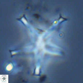 Discoaster pentaradiatus VR 08978