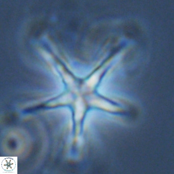 Discoaster pentaradiatus VR 08980