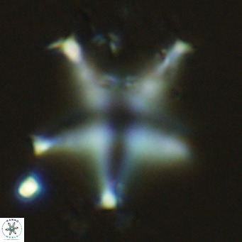 Discoaster pentaradiatus VR 08983