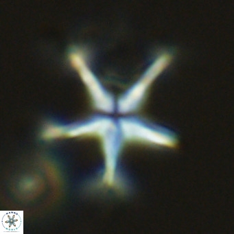 Discoaster pentaradiatus VR 08984