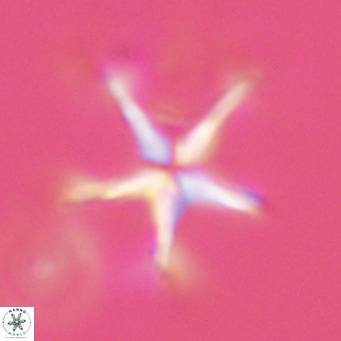 Discoaster pentaradiatus VR 08985