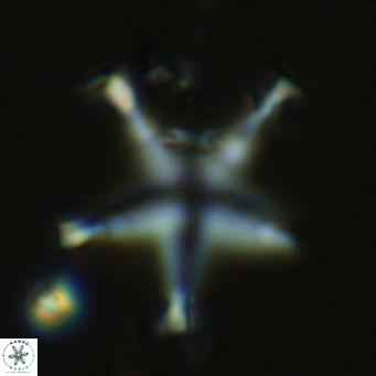 Discoaster pentaradiatus VR 08988
