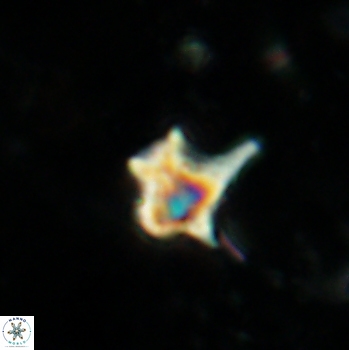 Discoaster petaliformis 2096
