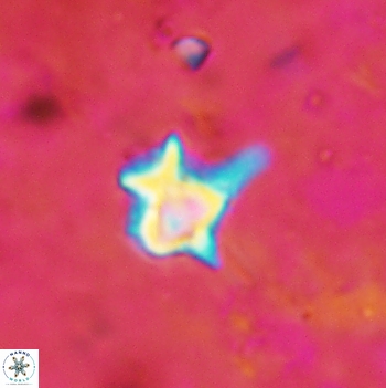 Discoaster petaliformis 2097