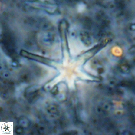 Discoaster petaliformis 27177