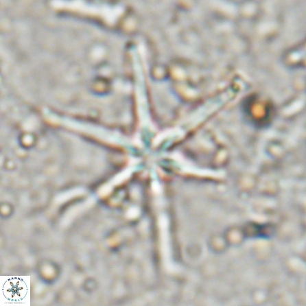 Discoaster petaliformis 27174