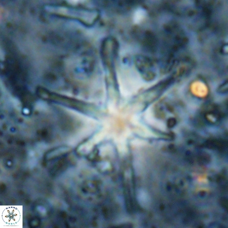 Discoaster petaliformis 27175