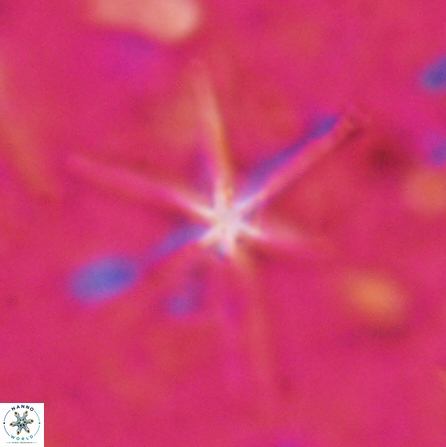 Discoaster petaliformis 27178