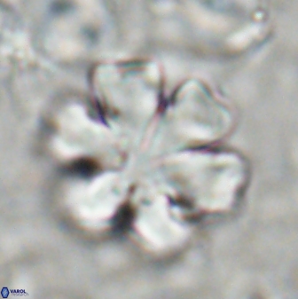 Discoaster premicros 27168